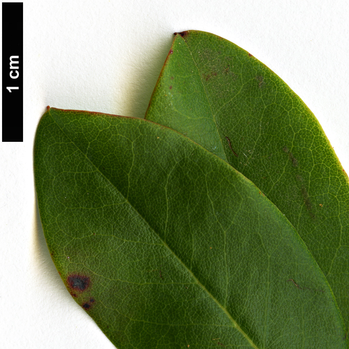 High resolution image: Family: Ericaceae - Genus: Rhododendron - Taxon: viridescens 